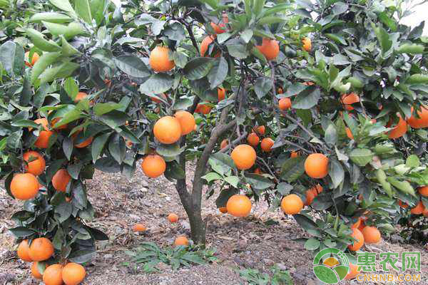 2023脐橙价格多少钱一斤,脐橙最新价格