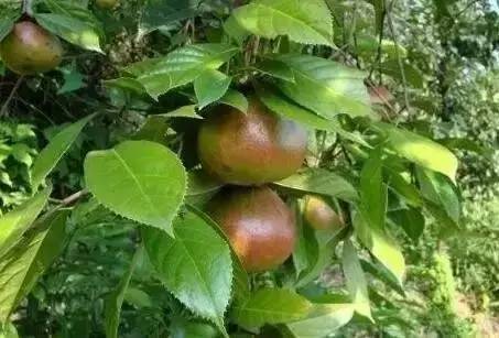 有哪些农业致富好项目值得推荐,农业种植致富项目100例