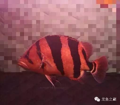 新版泰国虎,老版泰国虎绝版