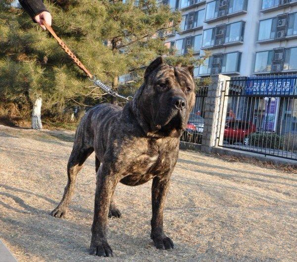 世界上体型最小的十只狗,世界上体重最小的狗狗