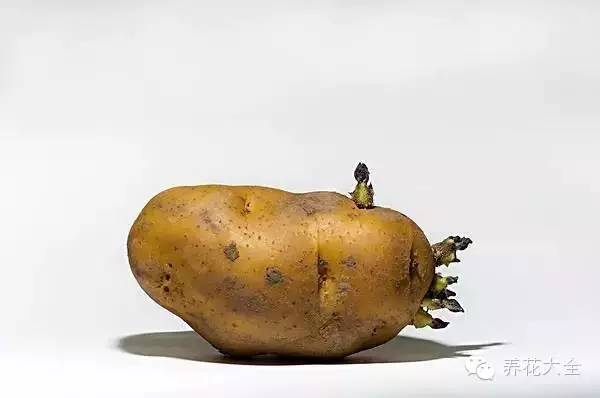 冷知识干货科普植物 (植物大战僵尸2冷门知识)