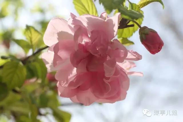 包钢三中真的要改名吗,包钢三中整体成绩怎么样