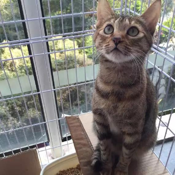 上海领养猫公益,上海领养狗狗店