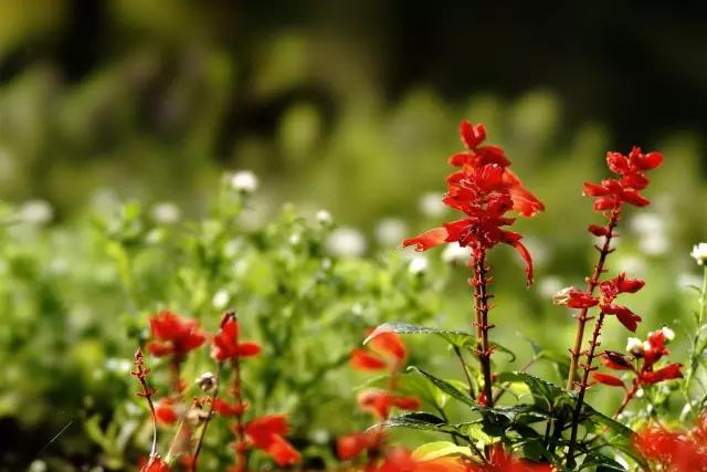 把春天吃进嘴里,把春天吃进嘴里句子