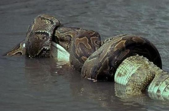 亚马逊绿森蚺纪录片完整版,亚马逊绿森蚺超大视频