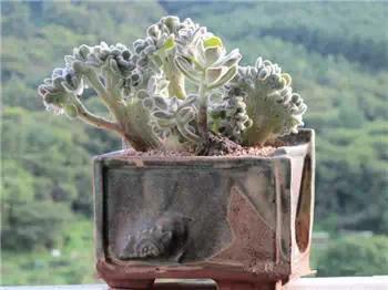 红梅多肉悬崖桩老桩,多肉老桩怎么养