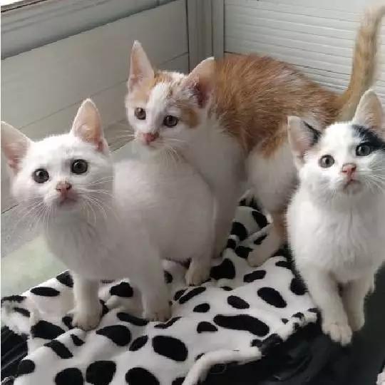 上海领养猫公益,上海领养狗狗店