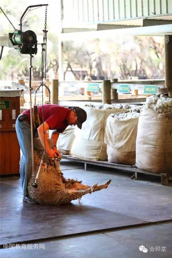 中国教育服务网：澳洲游记-羊毛是这样剪成的