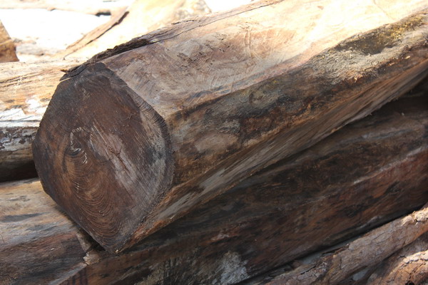 核桃木原木图片,核桃木十几公分木材