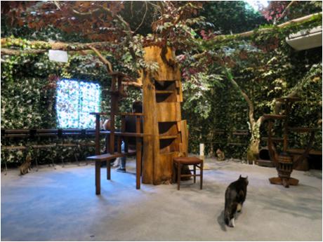 令人不禁着迷的豹纹魅力！日本首间“豹猫咖啡厅”人气开张