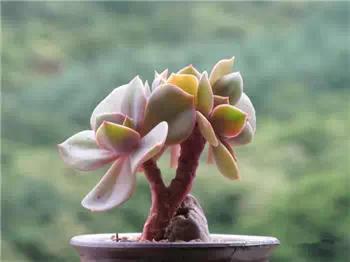 红梅多肉悬崖桩老桩,多肉老桩怎么养