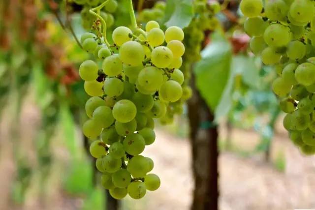 南美洲十种代表性动物,南美特色水果有哪些种类