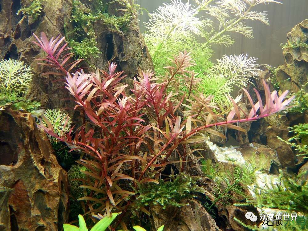 谦虚的新人晒一晒1米缸，“建缸”VS45天后（内涵多张细节图和详解！）