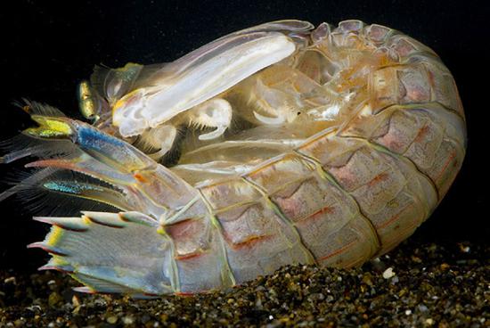 海鲜里的皮皮虾,海皮虾海产推荐