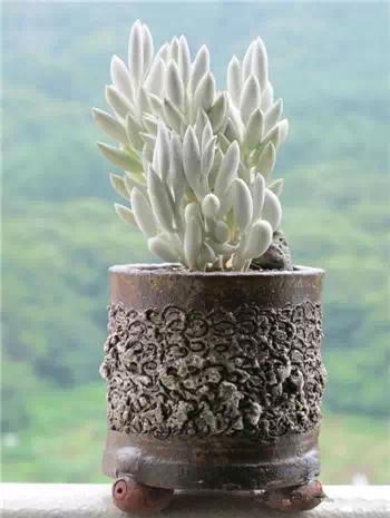 红梅多肉悬崖桩老桩,多肉老桩怎么养