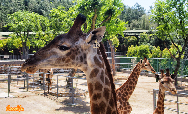 中南百草动物园,中南百草园萌宠乐园