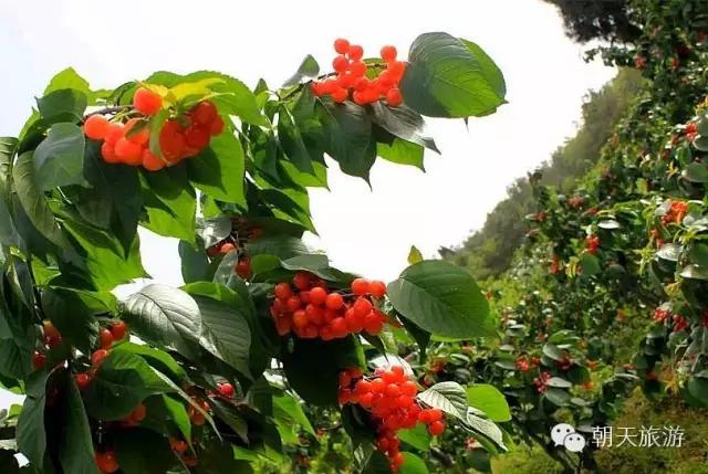 土象星座的星座,朝天的地理位置