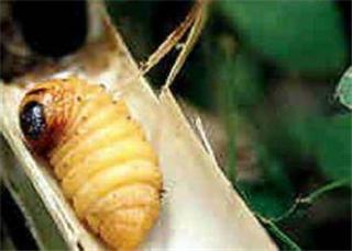 80后儿时的美食记忆,80后记忆中的美味零食你吃过几种