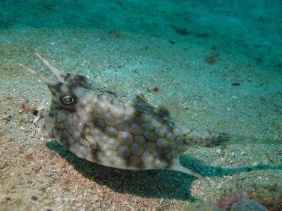 现代发现的山海经奇怪动物,山海经里的那些奇葩动物