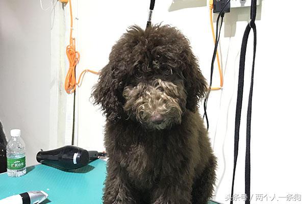 女子出差请闺蜜帮忙照顾女儿,女子出差三个月把狗狗寄养