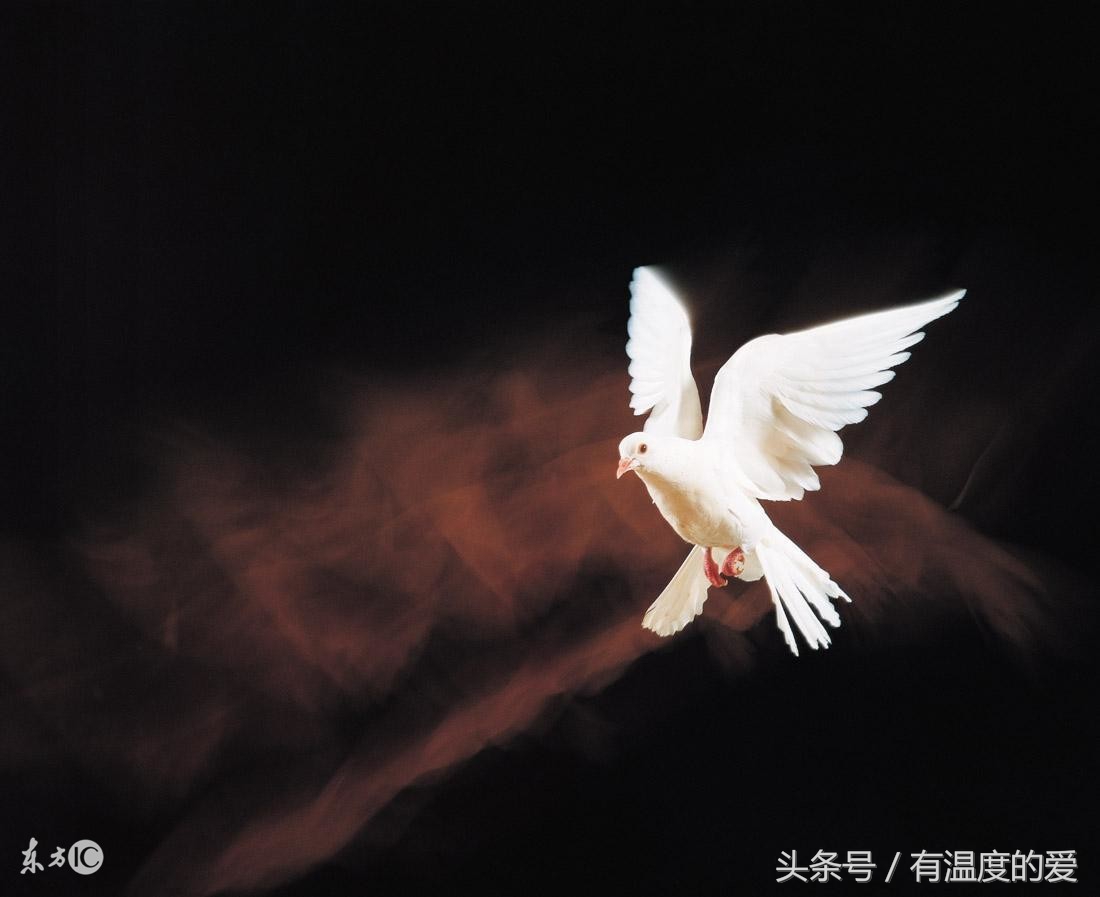 赛鸽比赛完了怎么处理,信鸽比赛归巢后怎么调理