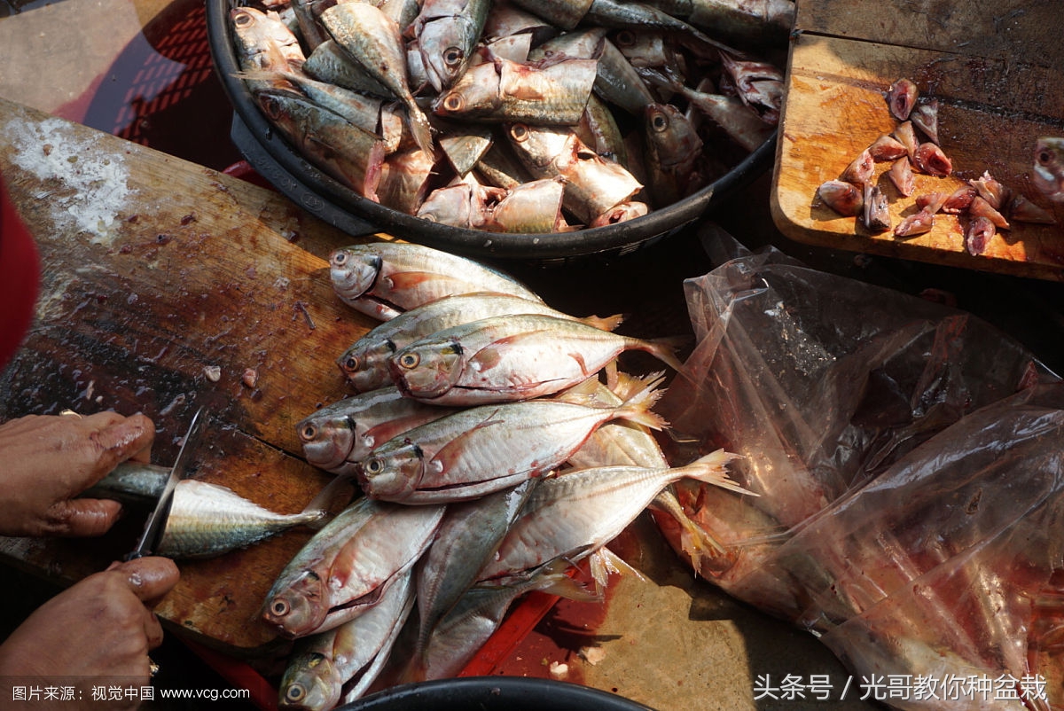 绿萝君子兰怎么养才能长得快,君子兰绿萝叶子边发黄怎么办