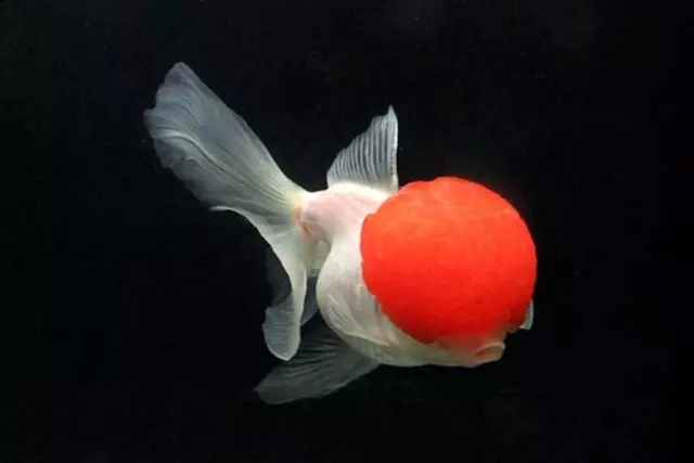 金鱼狮子头鎏金区别,虎头金鱼和狮子头金鱼的区别