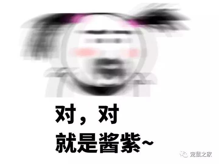 怎么养出亲人的荷兰猪,怎么样才能养出乖的荷兰猪