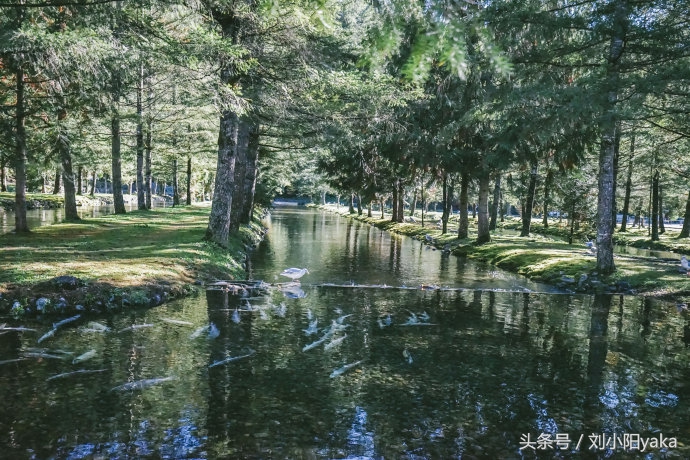维多利亚水廊旅游,加拿大旅行景点