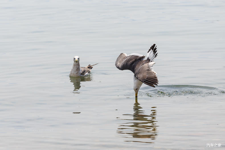 家乡之美美篇,家乡之美原唱完整版