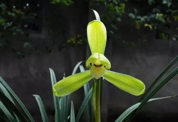 春兰四大天王品种,春兰四大天王的香气