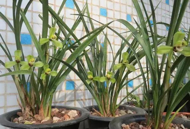 春兰四大天王品种,春兰四大天王的香气