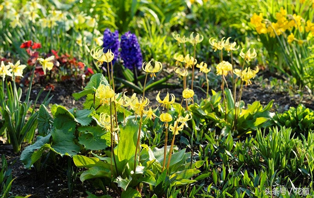 比蝴蝶兰好养活的花,跟蝴蝶兰一样能长期开的花有哪些