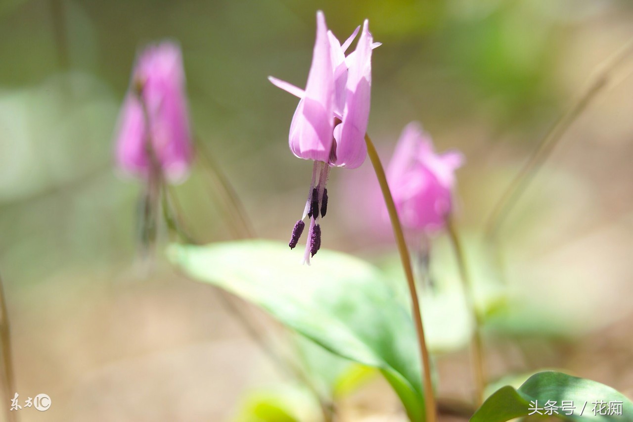 比蝴蝶兰好养活的花,跟蝴蝶兰一样能长期开的花有哪些