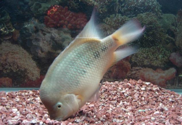 罗汉鱼的养法,罗汉鱼培育方法