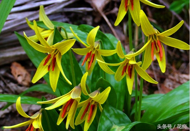 比蝴蝶兰好养活的花,跟蝴蝶兰一样能长期开的花有哪些