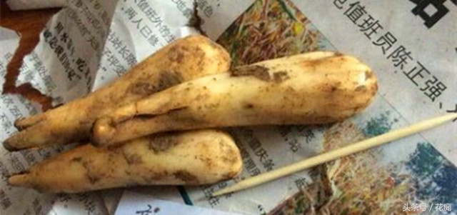 猪牙花的样子 (最漂亮的猪牙花)