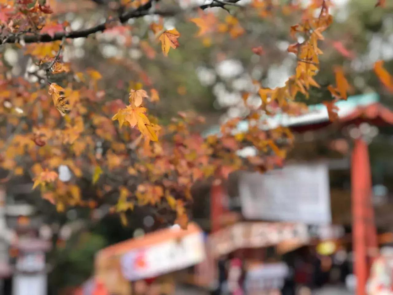 去日本开民宿靠谱吗,在日本开民宿需要多少钱