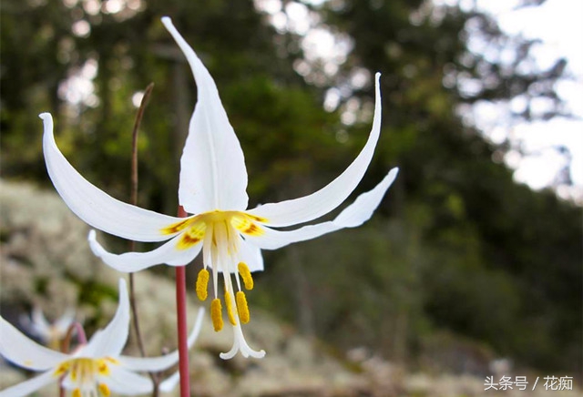 被叫猪牙花,花开却美过蝴蝶兰,而且至少活10年以上!