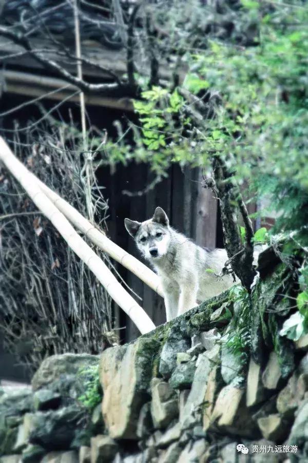 佛顶山村,佛顶山尧上古寨人多吗