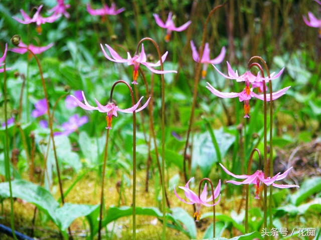 比蝴蝶兰好养活的花,跟蝴蝶兰一样能长期开的花有哪些