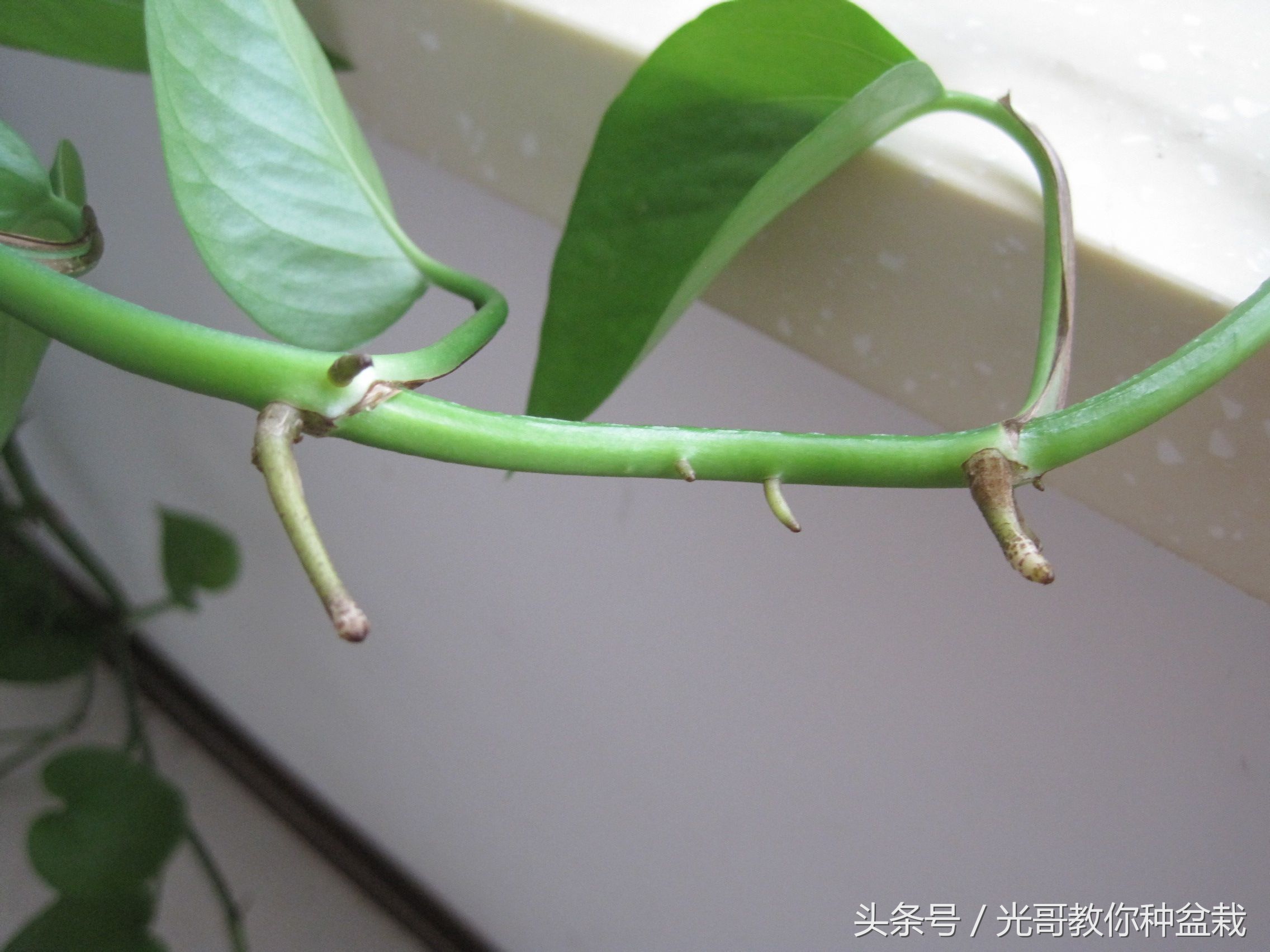 绿萝君子兰怎么养才能长得快,君子兰绿萝叶子边发黄怎么办