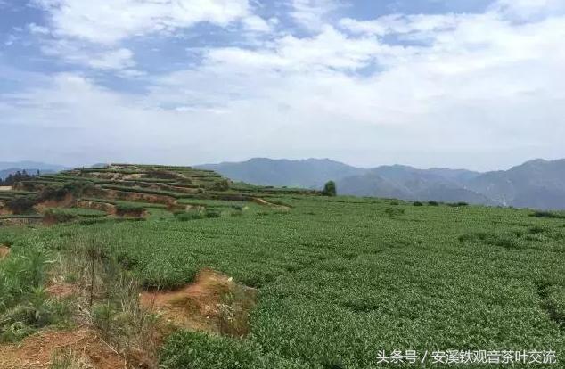 安溪茶农生活,茶农的地道生活