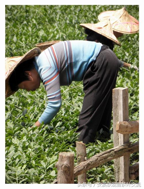 安溪茶农生活,茶农的地道生活