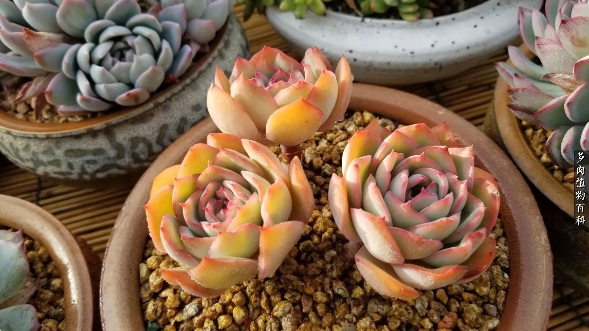 多肉如何养才不损耗杆子的养分,多肉养护修根视频