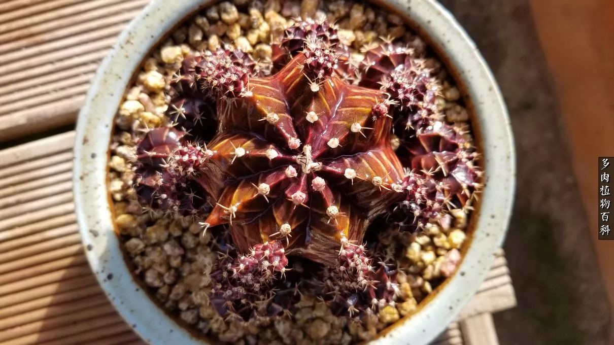 多肉如何养才不损耗杆子的养分,多肉养护修根视频