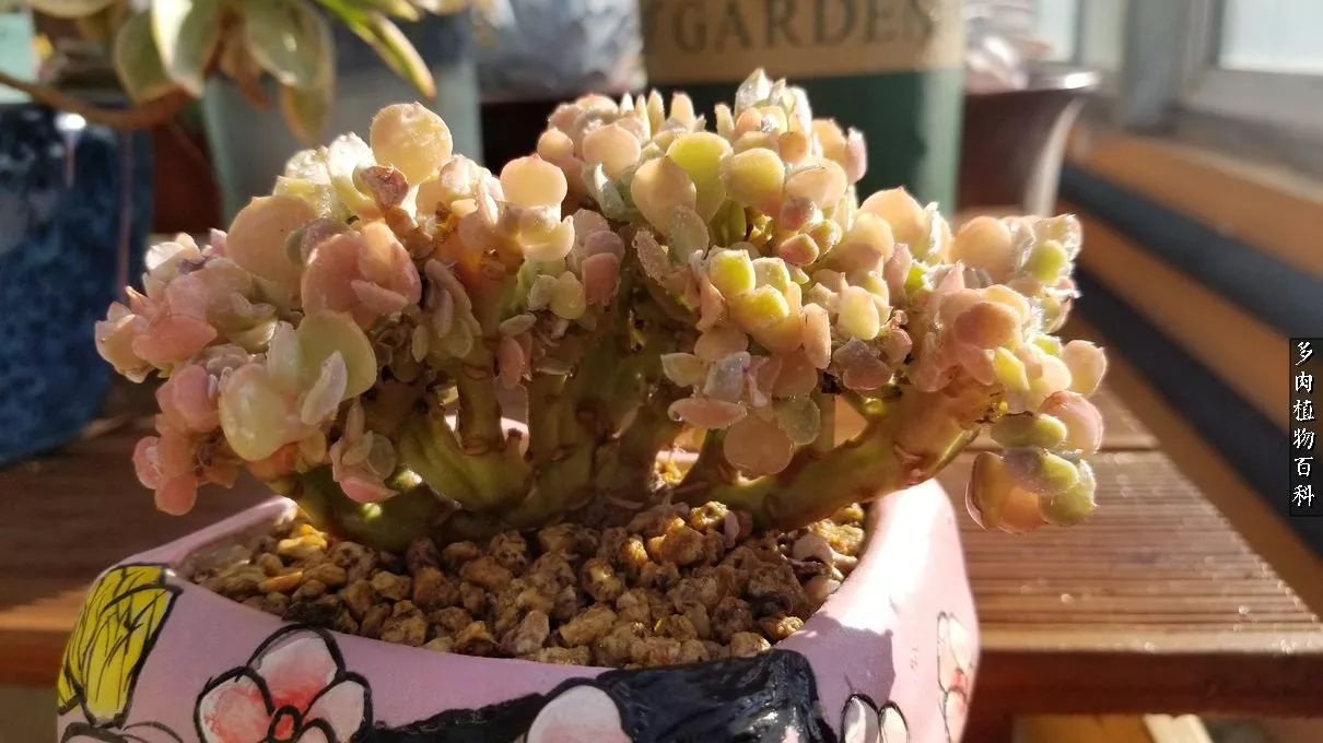 什么元素可以促进多肉生长,多肉修根喷除菌药