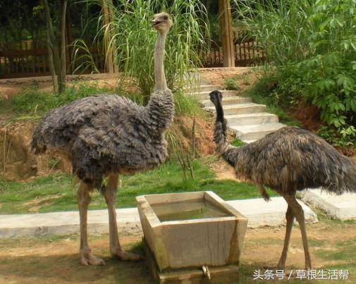 养殖“大笨鸟”，敲开致富门，80后回老家创业成为新一代农场主