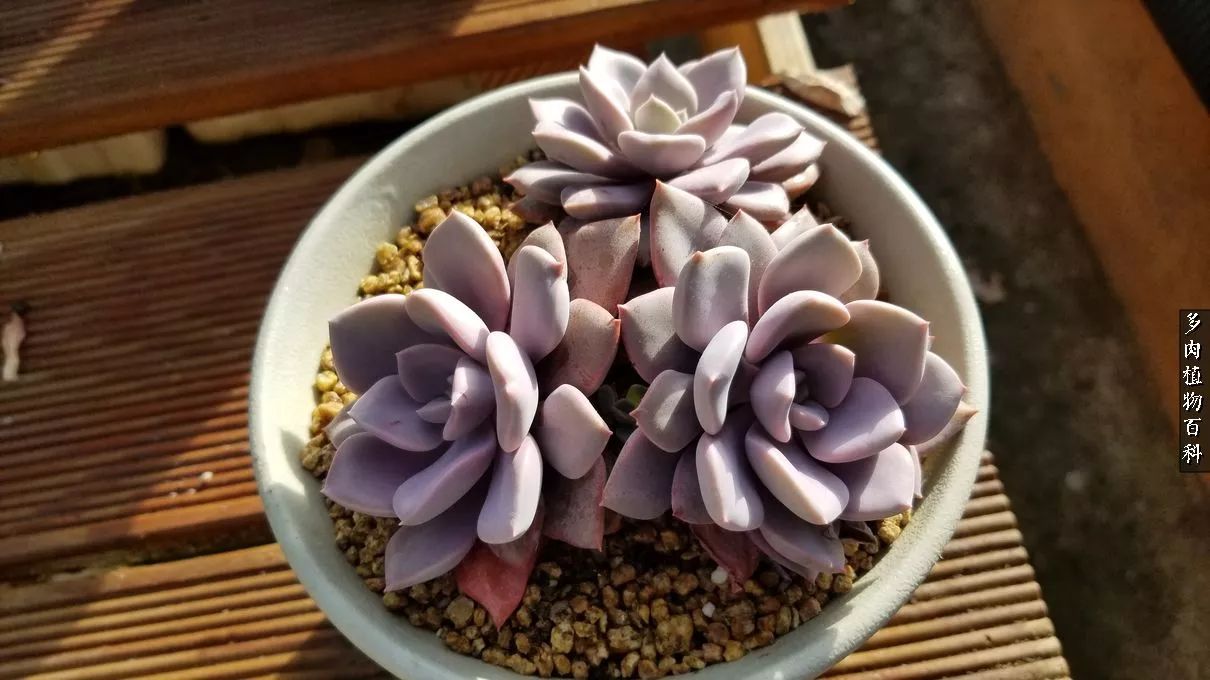 什么元素可以促进多肉生长,多肉修根喷除菌药