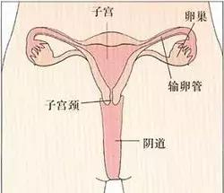 好奇！子宫、卵巢和阴道如何写自己的2017年终总结？